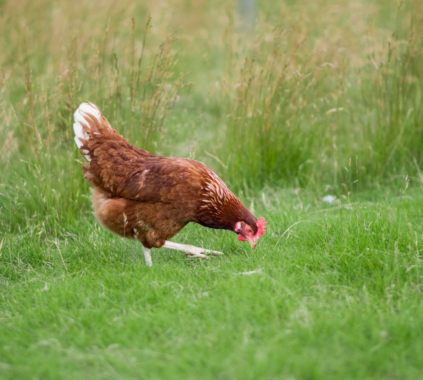 Hen long grass - Muirden - J40