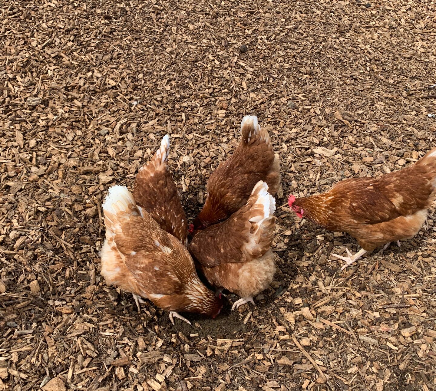 Hens Foraging Woodchip - Strath