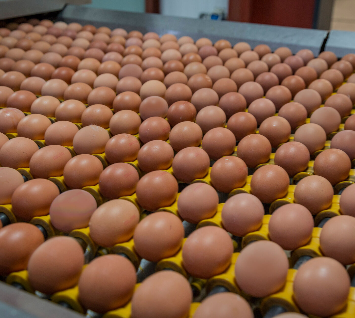 Nutritious, affa fine eggs - Eggs being graded at Fortrie