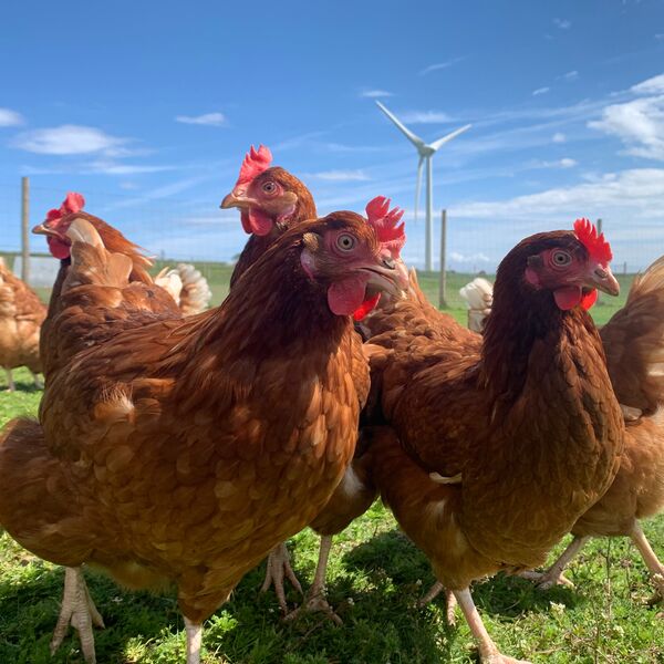 Our Story - Hens ranging Strath turbine
