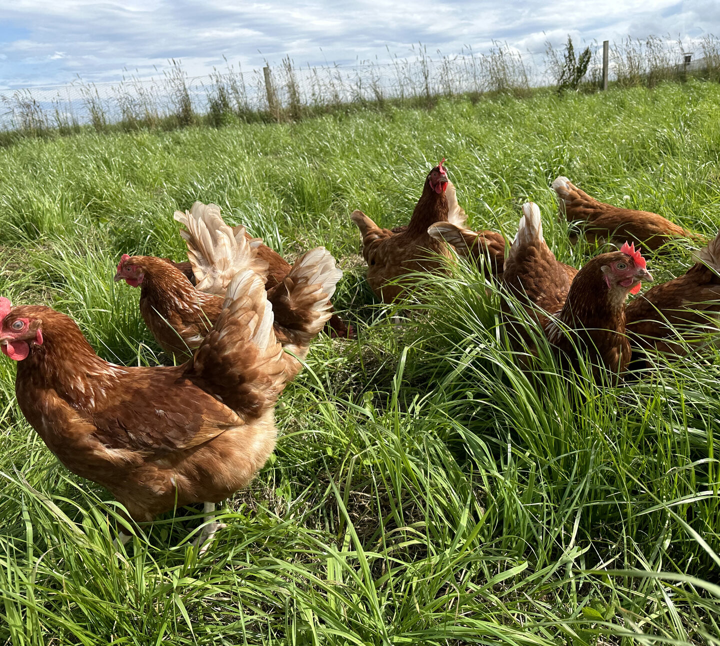 Hens 1 Ardfour