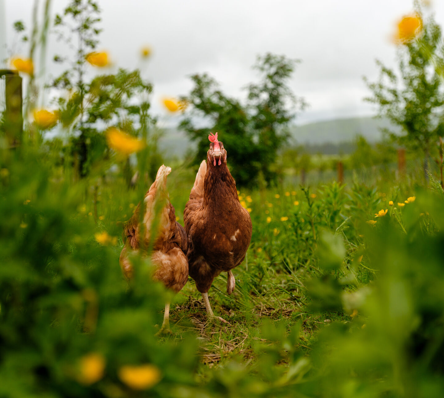 Hens 2 Ardfour