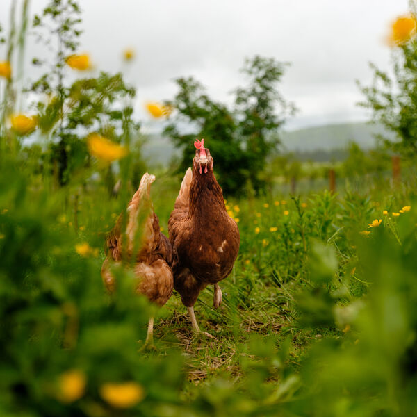 Hens 2 Ardfour
