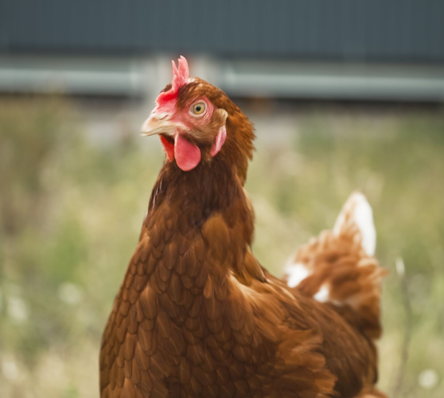 Hens Muiryhall