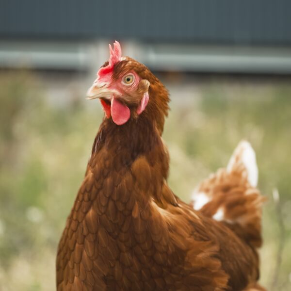 Hens Muiryhall