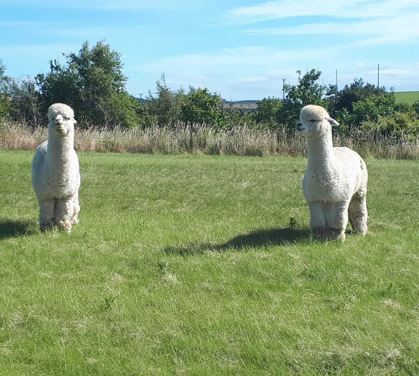 Alpacas Victor and Jack Muirden Farm